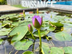 -三亚海棠湾万丽度假酒店