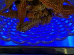 -巴西烤肉海鲜自助餐厅