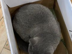 -遇见羊驼·奶狗咖·布偶猫咖·法斗柯基柴犬阿拉斯加(春熙路太古里IFS店)