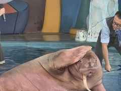 -海合安武汉极地海洋公园