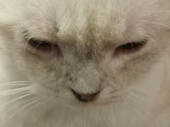 -猫猫幼稚园·撸猫·桌游·电玩