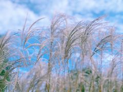 景点-野鸭湖国家湿地公园