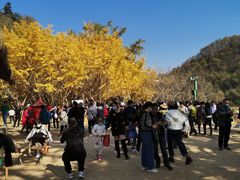 -千年银杏谷文化旅游区