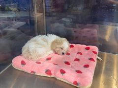 -FAELING PETS美天灵宠物(富力广场店)