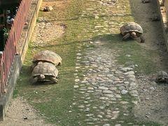 -广东惠东海龟国家级自然保护区