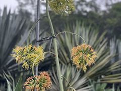 -深圳市中科院仙湖植物园