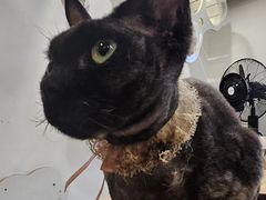 -楼上猫咖(罗湖店)