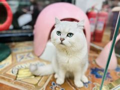-糯米喵星人总部直营旗舰店·猫舍·幼猫出售