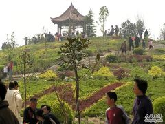 -曹州牡丹园