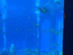 -亚特兰蒂斯•OSSIANO奥西亚诺海底餐厅