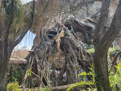 -奥兰多迪士尼动物王国乐园