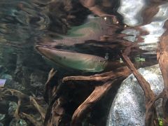-新加坡海洋生态馆