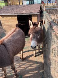 -萌宠亲子动物乐园(槐房万达店)