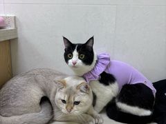 -芭比堂动物医院广州顽皮分院