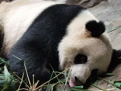 -广州长隆野生动物世界