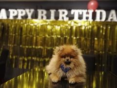 -百好乐宠物友好餐厅(朝外大街店)