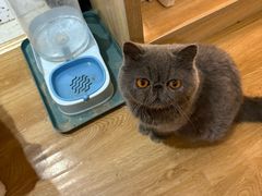 -滚猫咖啡·猫咖·猫友好撸猫(未来城店)