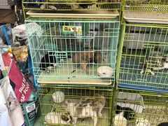 -中环花鸟鱼虫市场