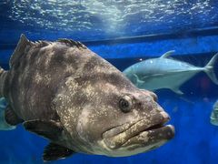 -成都浩海立方海洋公园