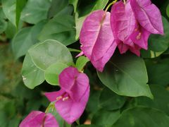 -海口火山口国家地质公园