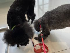 -北京恒爱动物医院(清景园分院)