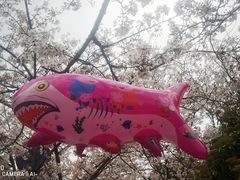 -高东镇樱花园