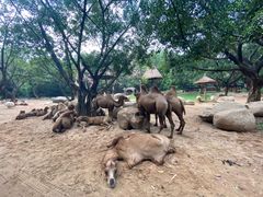 -深圳大梅沙京基洲际度假酒店