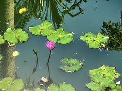 -亚龙湾红树林度假酒店御粤阁