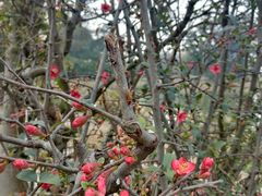 -两河城市森林公园