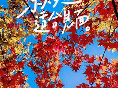 -大望京公园