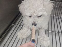 -瑞派雷欧宠物医院·中兽医·眼科·急重症转诊中心(黄台店)