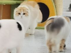 -喵园·猫主题咖啡厅·撸猫·猫咖(国贸店)