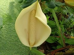 -呀路古热带植物园