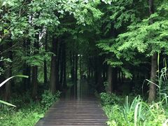 -溱湖国家湿地公园