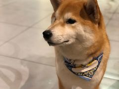 -柴务处·柴犬主题狗咖