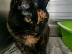 -瑞鹏宠物医院·骨科·猫科·内科(第一中心)