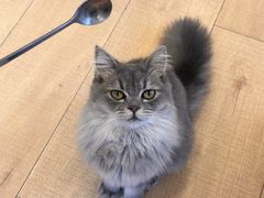-Let's go狗咖·猫咖·奶狗·桌游(春熙路IFS店)