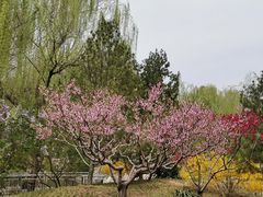-黄村公园