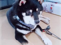 -柴务处·柴犬主题狗咖