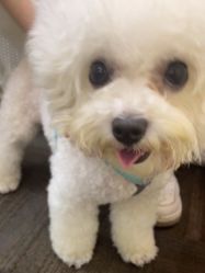 -凡碧诗毛孔清洁收细