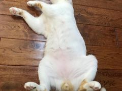 -爱妮康宠物医院·干细胞免疫细胞·肿瘤·心脏(张江店)