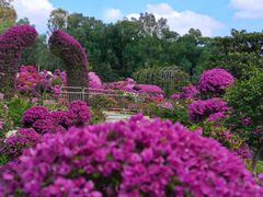-莲花山公园
