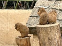 -合肥野生动物园