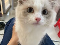 -lincat·猫舍(广州店)