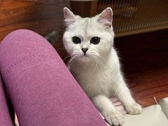 -猫大福·Fortune Cat猫舍(百子湾店)