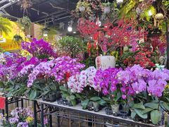 -溪岸路花鸟市场