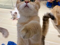 -momokira米努特·德文卷毛猫·棉花面纱犬