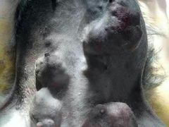 -瑞派福兴宠物医院犬猫全科·骨科·中西医结合(河东店)