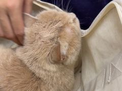 -中农国际动物医院24小时·猫科·骨科·急重症中心
