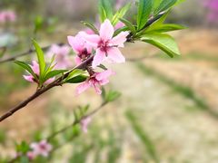 -武汉紫薇都市田园